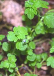 Veronica hederifolia. Habit. Lincoln, Canterbury.
 Image: P.J. Garnock-Jones © Te Papa CC-BY-NC 3.0 NZ